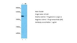 OTUD1 Rabbit anti-Human, Polyclonal, Novus Biologicals 0.1ml; Unconjugated:Antibodies,